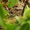 Sand Lizard peek